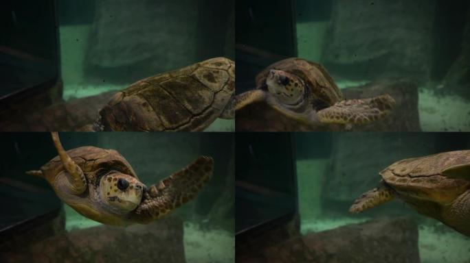 绿海龟玳瑁大海龟海洋馆