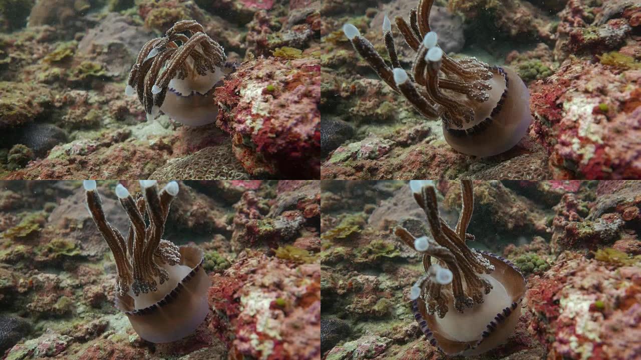 在太平洋珊瑚礁游泳的水母 (4K)