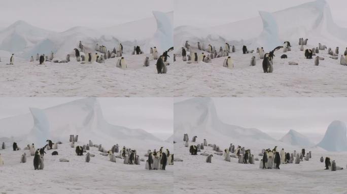 企鹅群落全景企鹅群南极