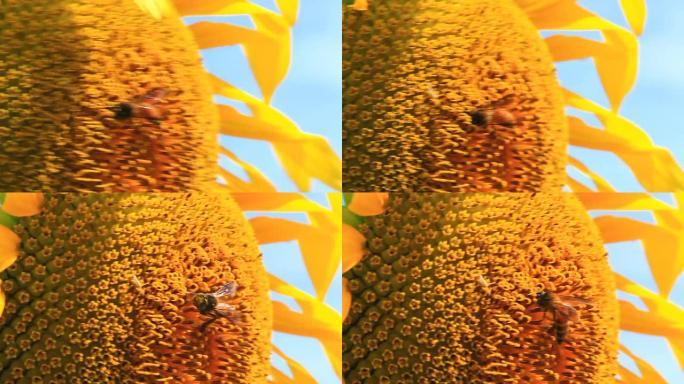 向日葵上蜜蜂的宏观图像