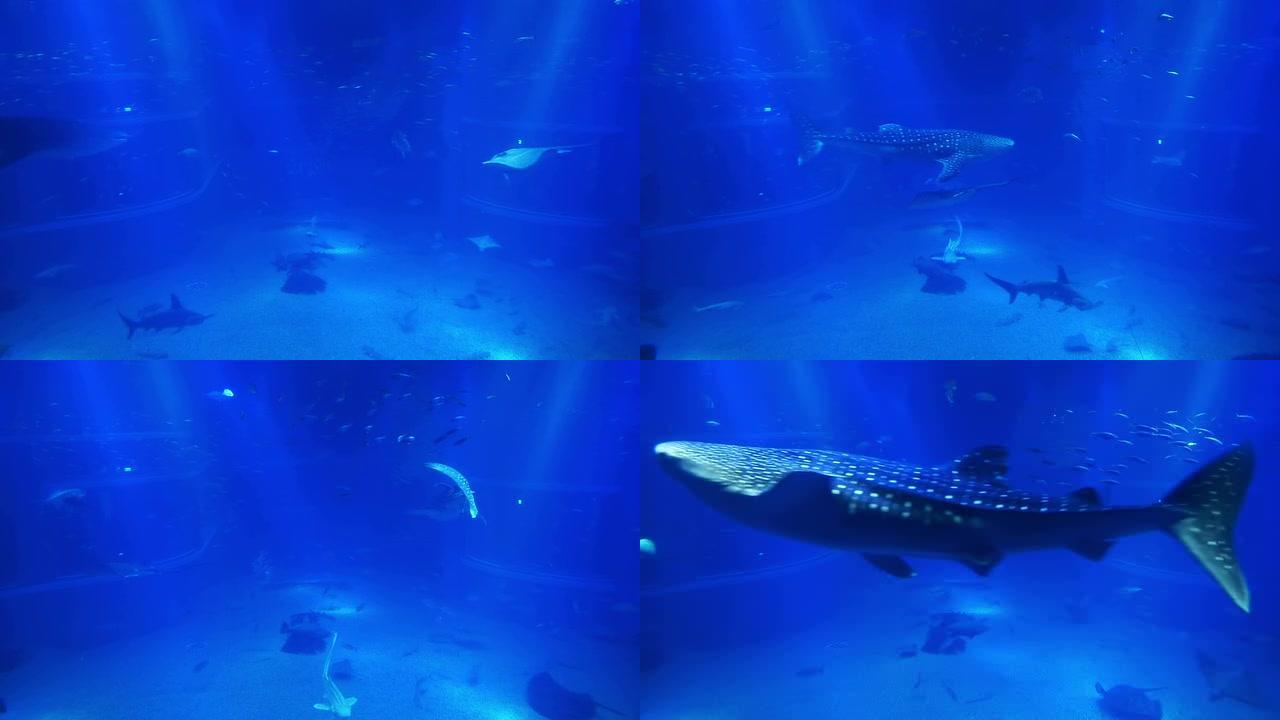 鲸鲨在海里游泳蓝色海底