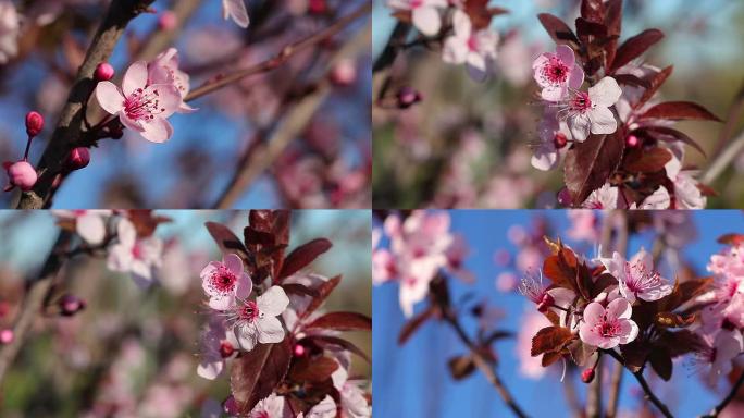 樱花在风中绽放