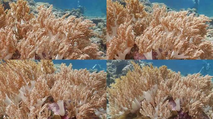海底美丽的软珊瑚