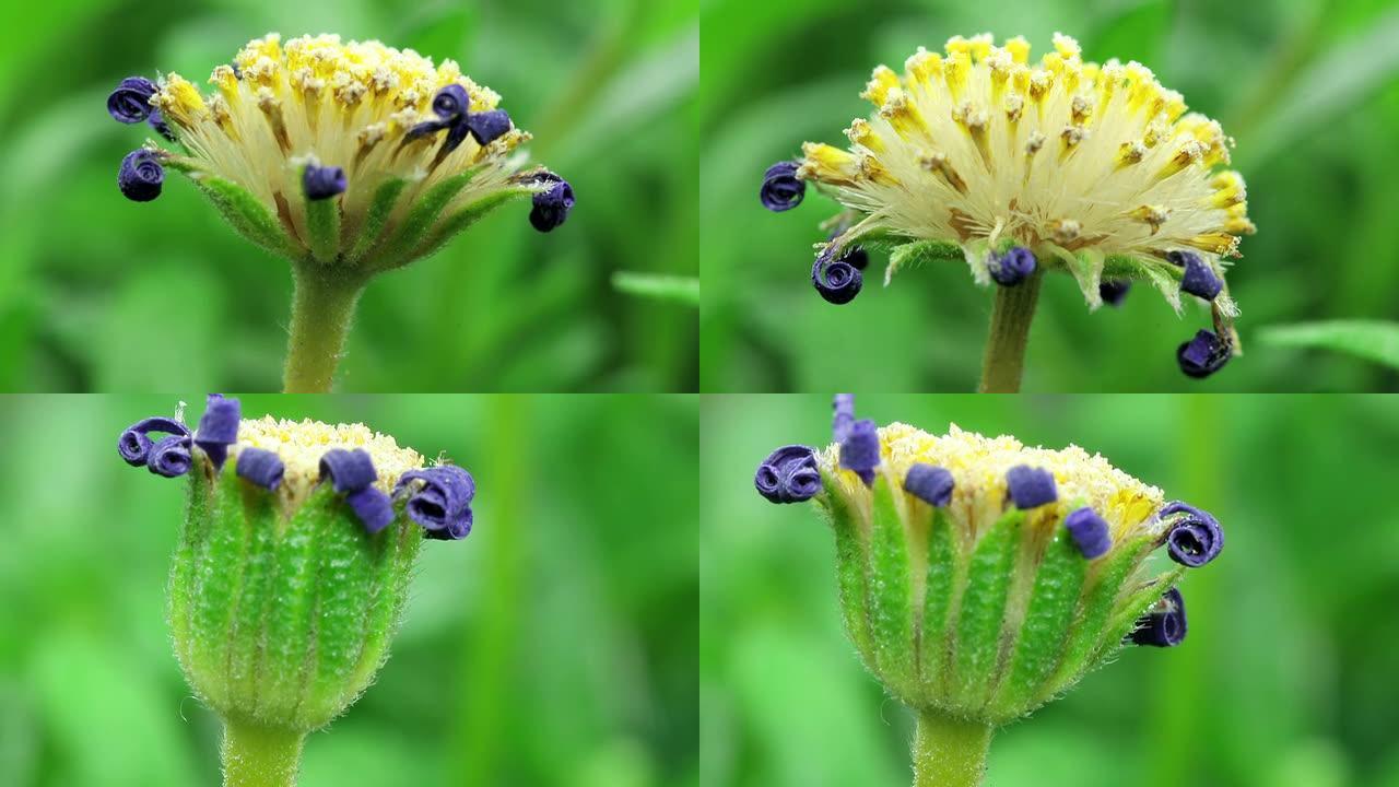 Felicia amelloides种子-蓝色雏菊蒲公英
