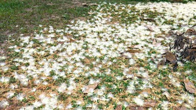 美丽的印度橡树花落花镜头