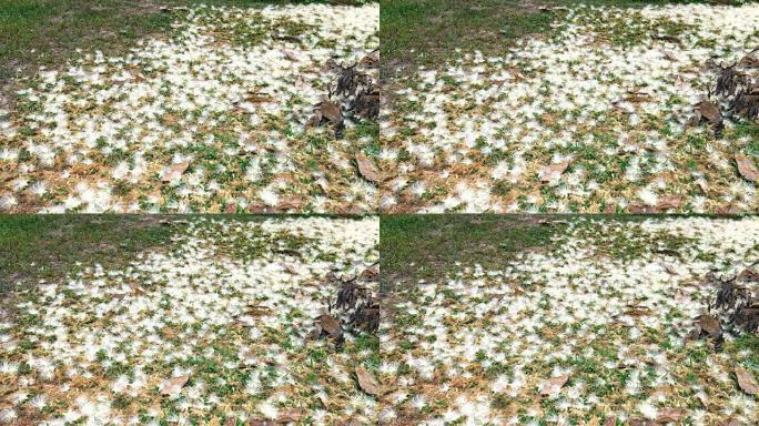 美丽的印度橡树花落花镜头