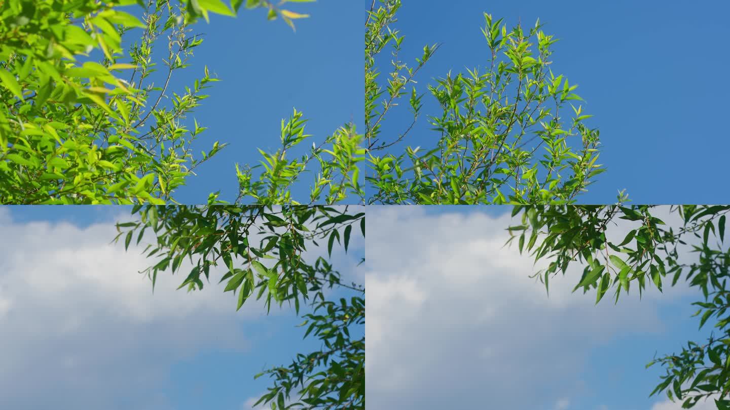 夏天阳光树叶蓝天白云唯美空镜头