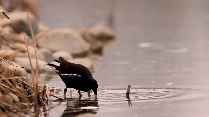 池塘中的黑水鸡（六）
