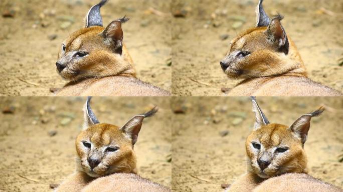 卡拉卡尔，非洲野猫