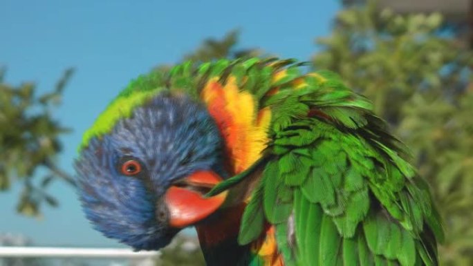 洛瑞克野生动物保护生物生态飞翔飞鸟