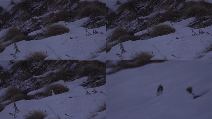 最小黄鼠狼雪地奔跑警惕动物世界