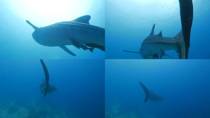 鲸鲨优雅地穿过热带鱼群海洋大海野生动物
