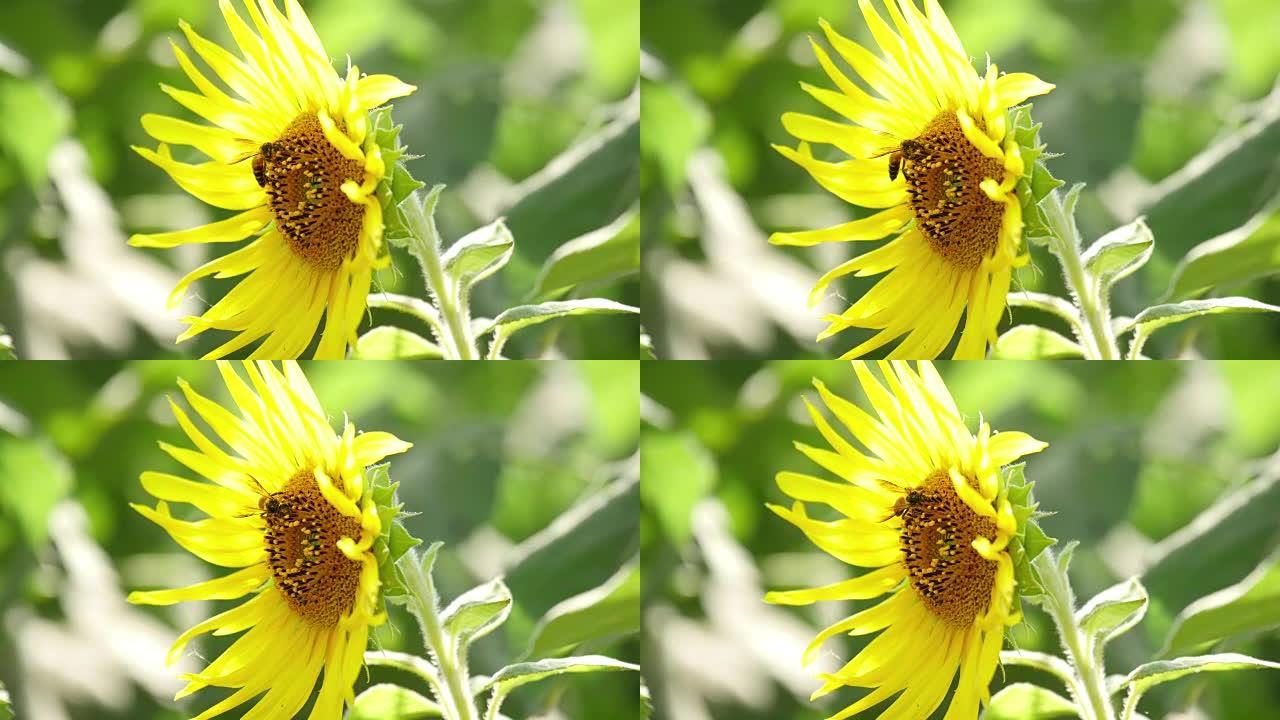 蜜蜂在向日葵中收集花粉