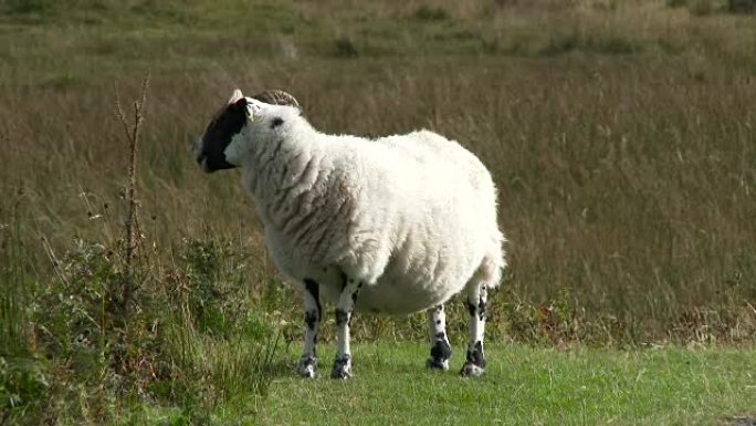 偏远农村地区的苏格兰黑脸绵羊