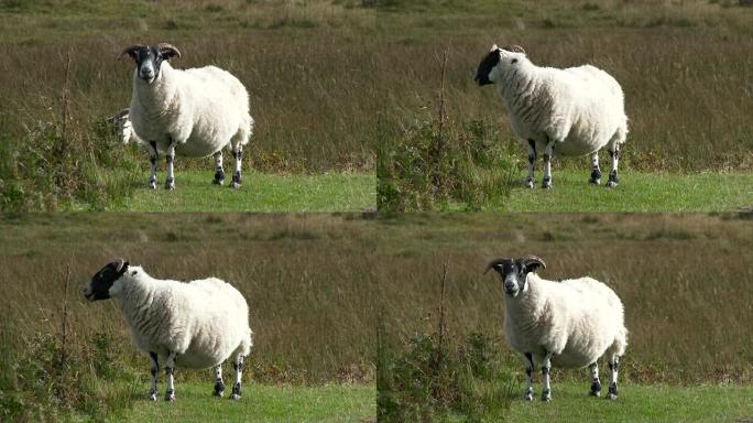 偏远农村地区的苏格兰黑脸绵羊