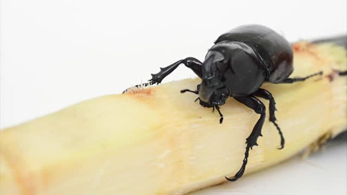 甲虫翅膀 (Xylotrupes gideon) 从甘蔗中咬一些食物