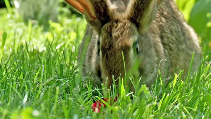 兔子特写保护区自然之美绿地