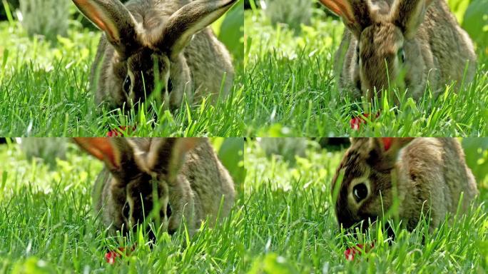 兔子特写保护区自然之美绿地