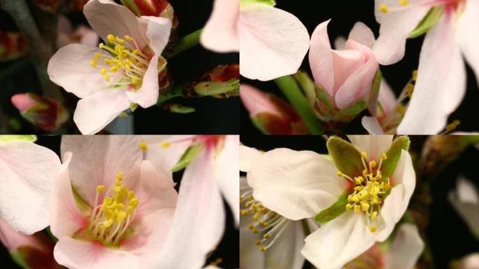 粉红色的杏仁花绽放