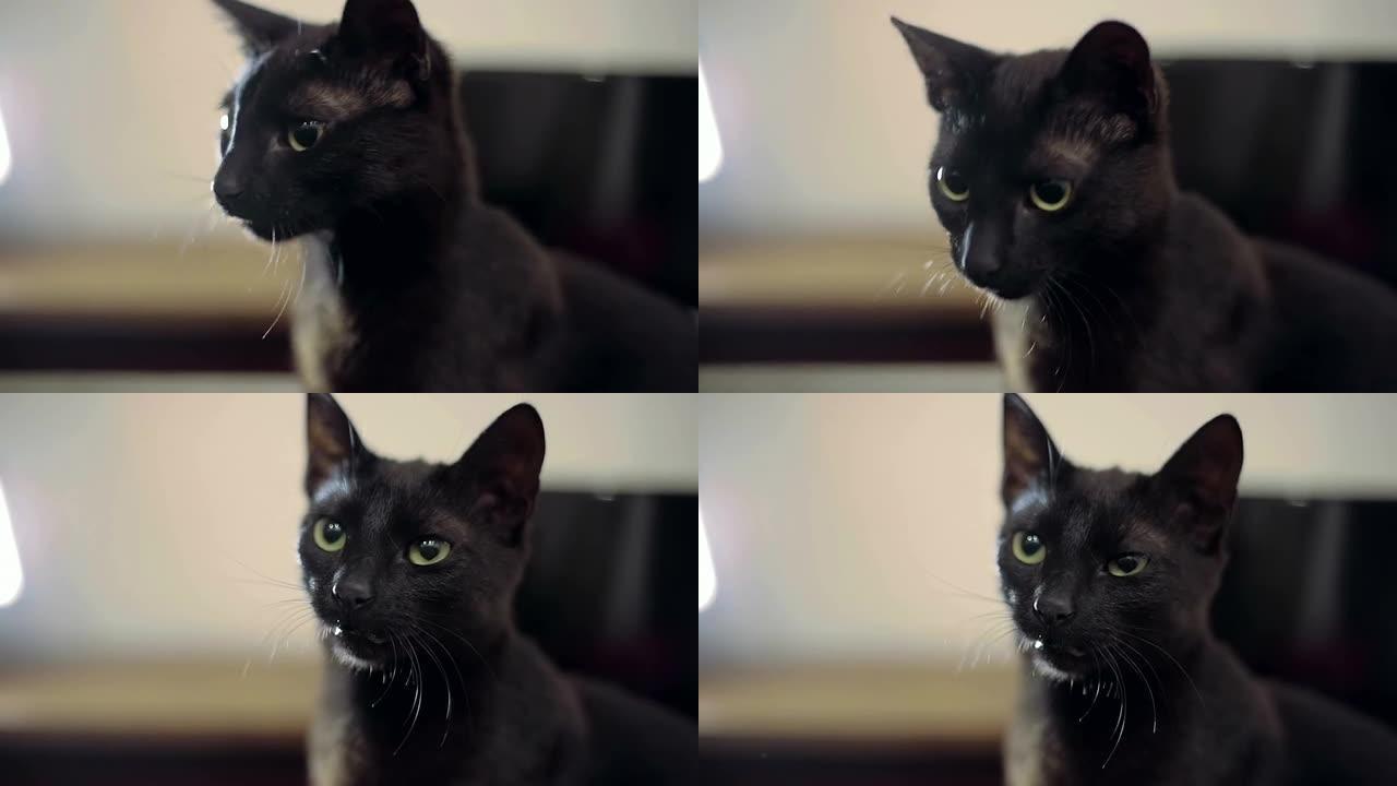 瘦骨嶙峋的黑猫宠物店猫小猫