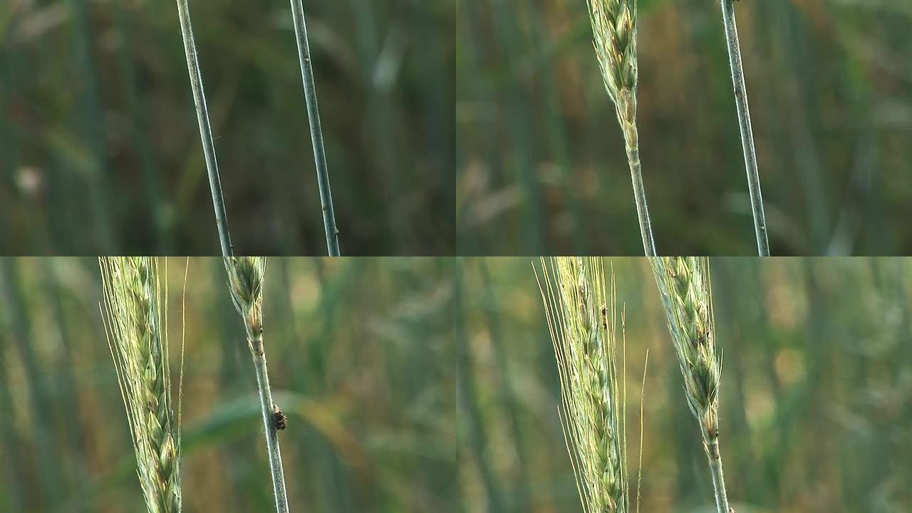高清: 两个绿色的小麦叶片