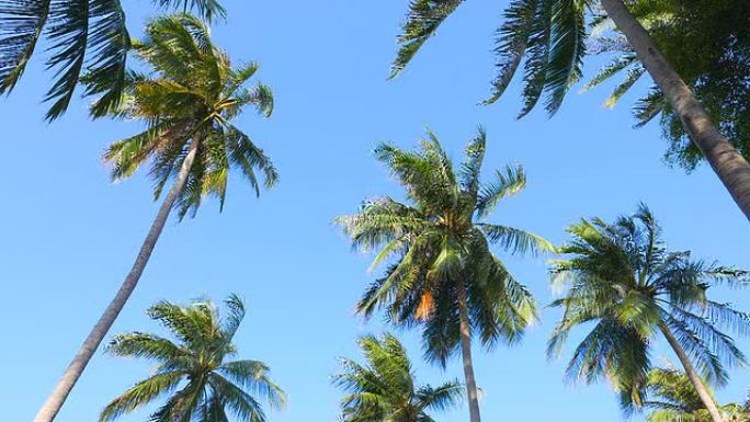 HD-棕榈树棕榈树