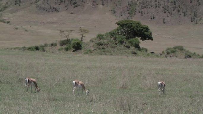 羚羊放牧大草原动物迁徙生物多样性