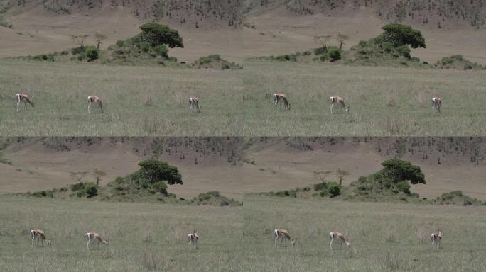 羚羊放牧大草原动物迁徙生物多样性