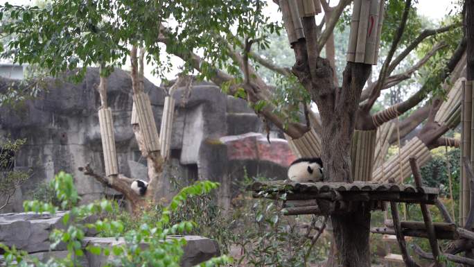 4K幼年大熊猫伸懒腰躺下抓痒痒