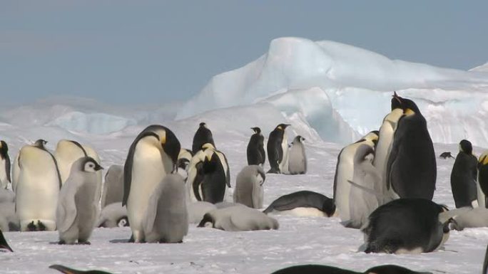 企鹅在喂小鸡企鹅南极企鹅企鹅家庭