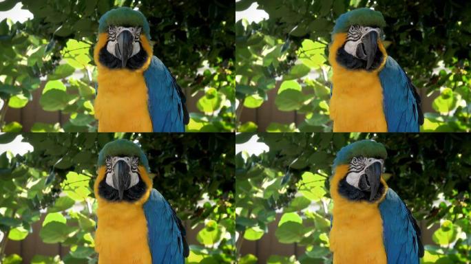 金刚鹦鹉蓝色金色野生动物保护生物生态飞翔