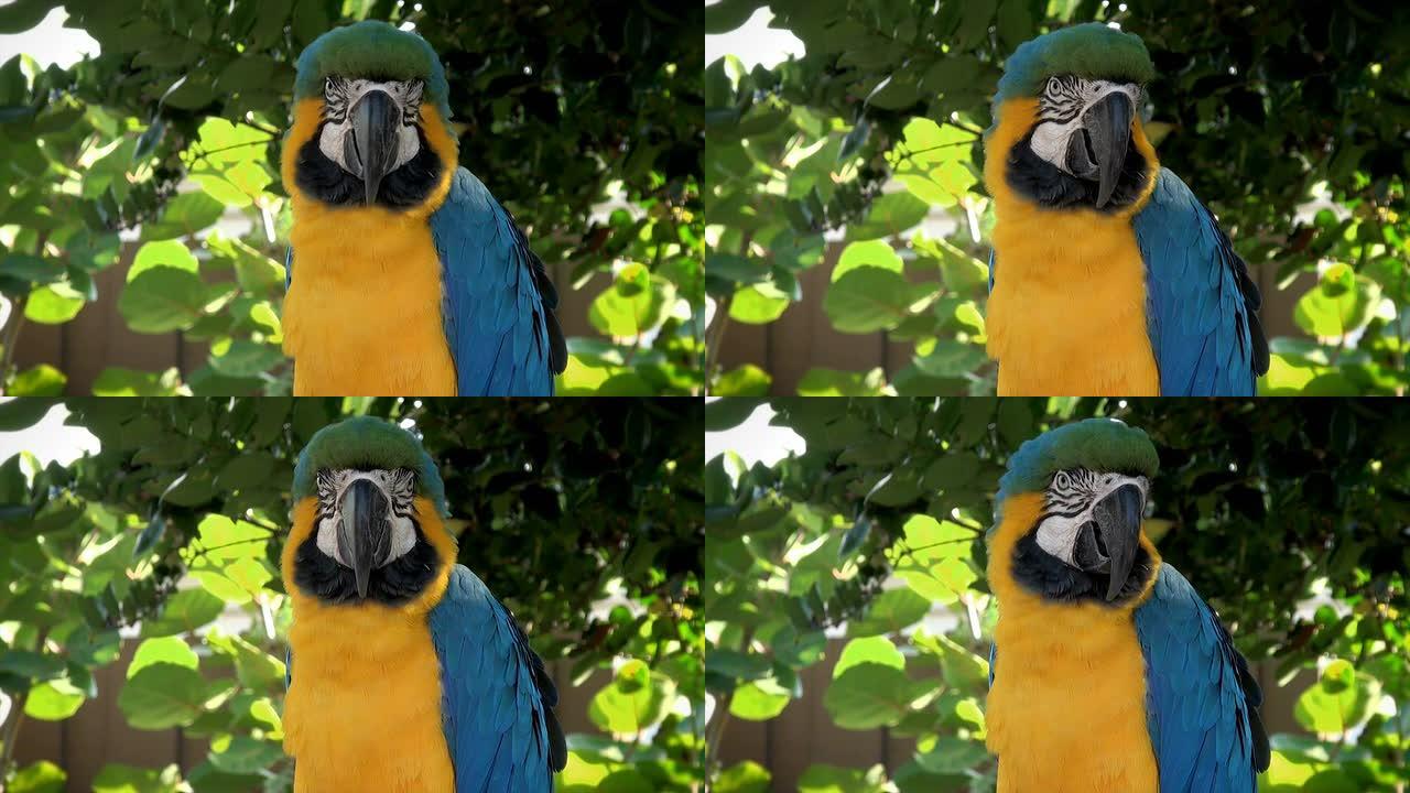 金刚鹦鹉蓝色金色野生动物保护生物生态飞翔