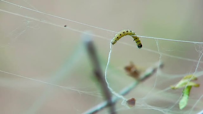 黄色毛毛虫