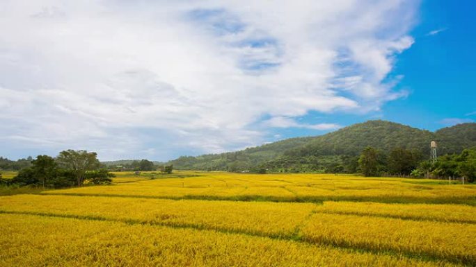 泰国米场景观。