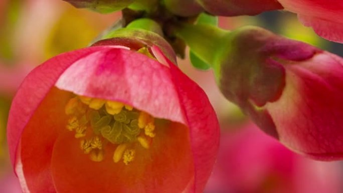 日本开花的海棠花在延时视频中绽放