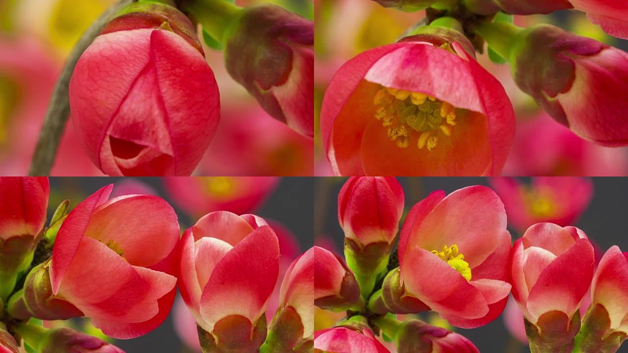 日本开花的海棠花在延时视频中绽放