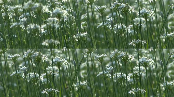 韭菜田韭花蒜苔野生天然白色的花