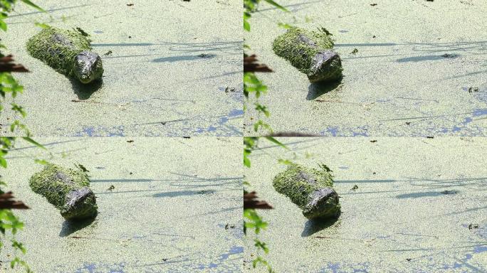 亚洲水监测蜥蜴（Varanus salvator salvator）
