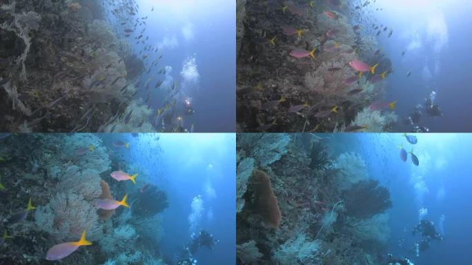 Fusilier fish schooling,珊瑚礁,拉贾安帕特,印度尼西亚