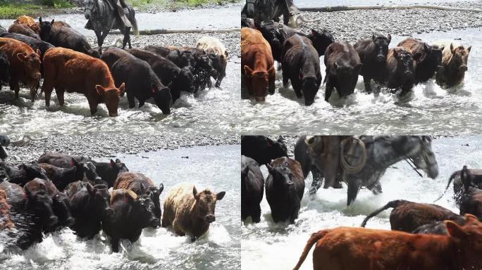 牛仔在河流急流中放牛