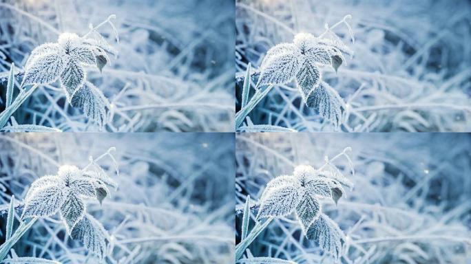 雪地景观雪林雪景冰天雪地