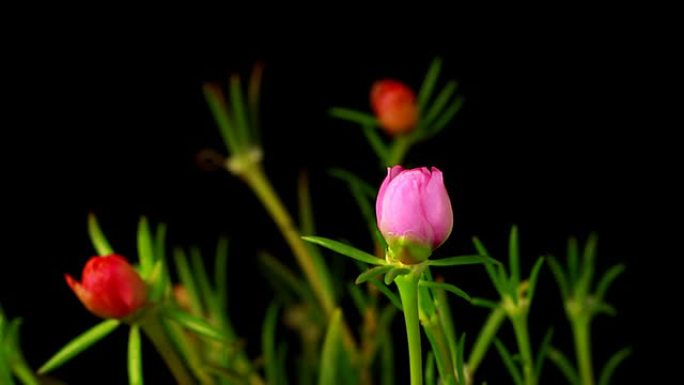 粉红色普通马齿苋花