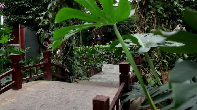 温室中的绿色植物生态。