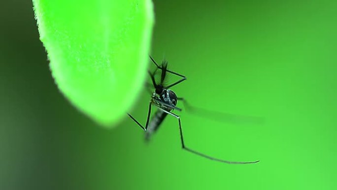 蚊子空镜头害虫成虫传染源