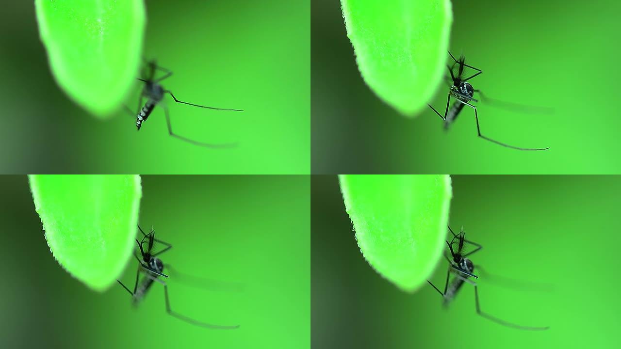 蚊子空镜头害虫成虫传染源
