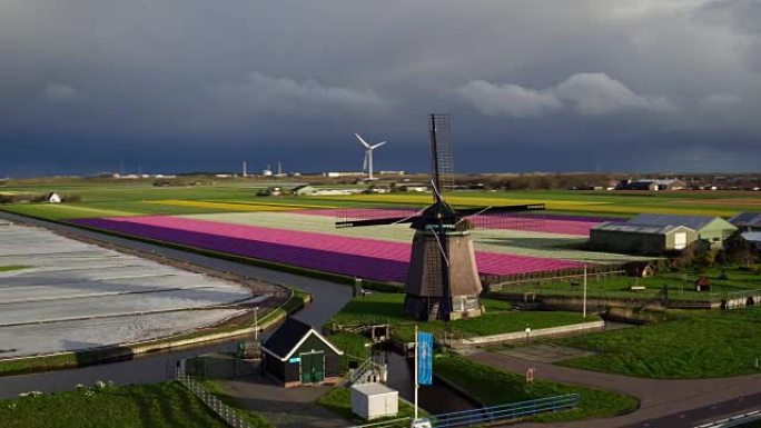 荷兰的风车和郁金香场
