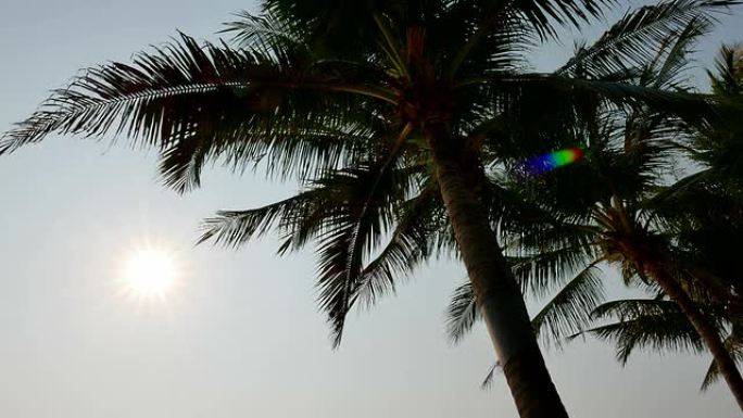 棕榈树太阳棕榈树太阳
