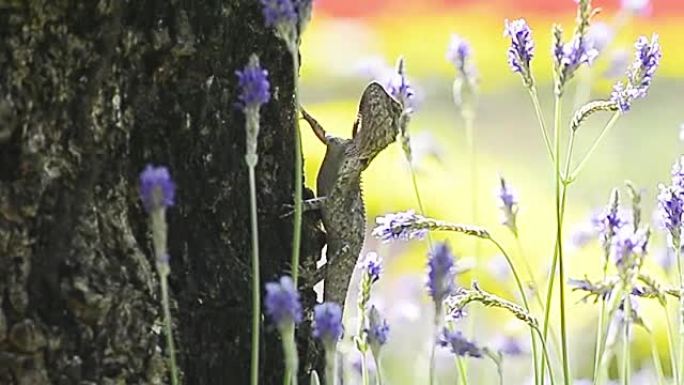 花园树上的绿色蜥蜴