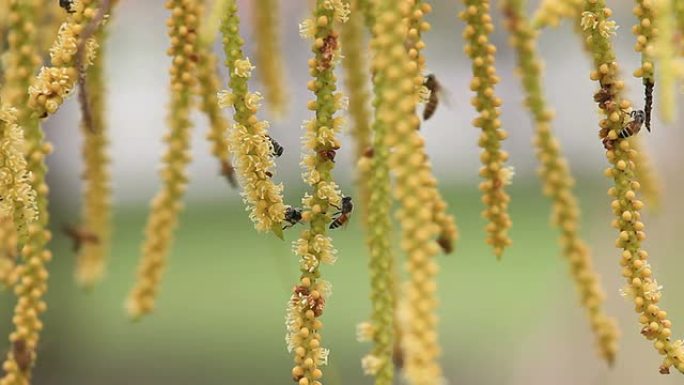 蜜蜂在吃东西