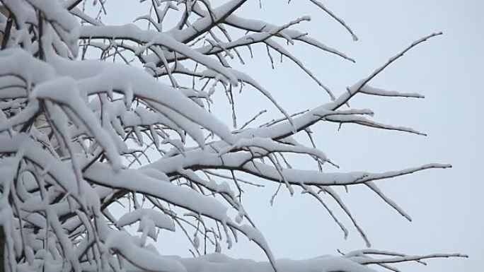 冬天和雪